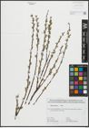 Foto von Salix repens L.